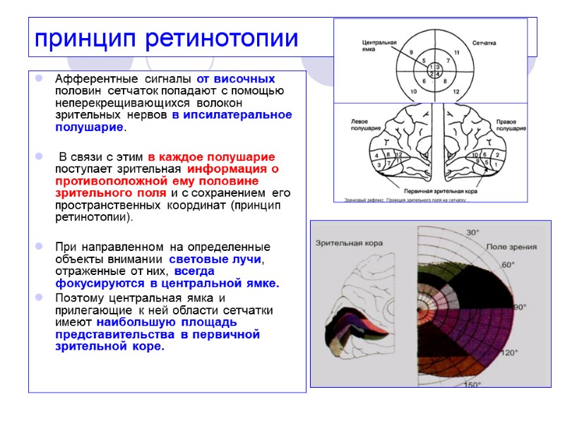 принцип ретинотопии Афферентные сигналы от височных половин сетчаток попадают с помощью неперекрещивающихся волокон зрительных